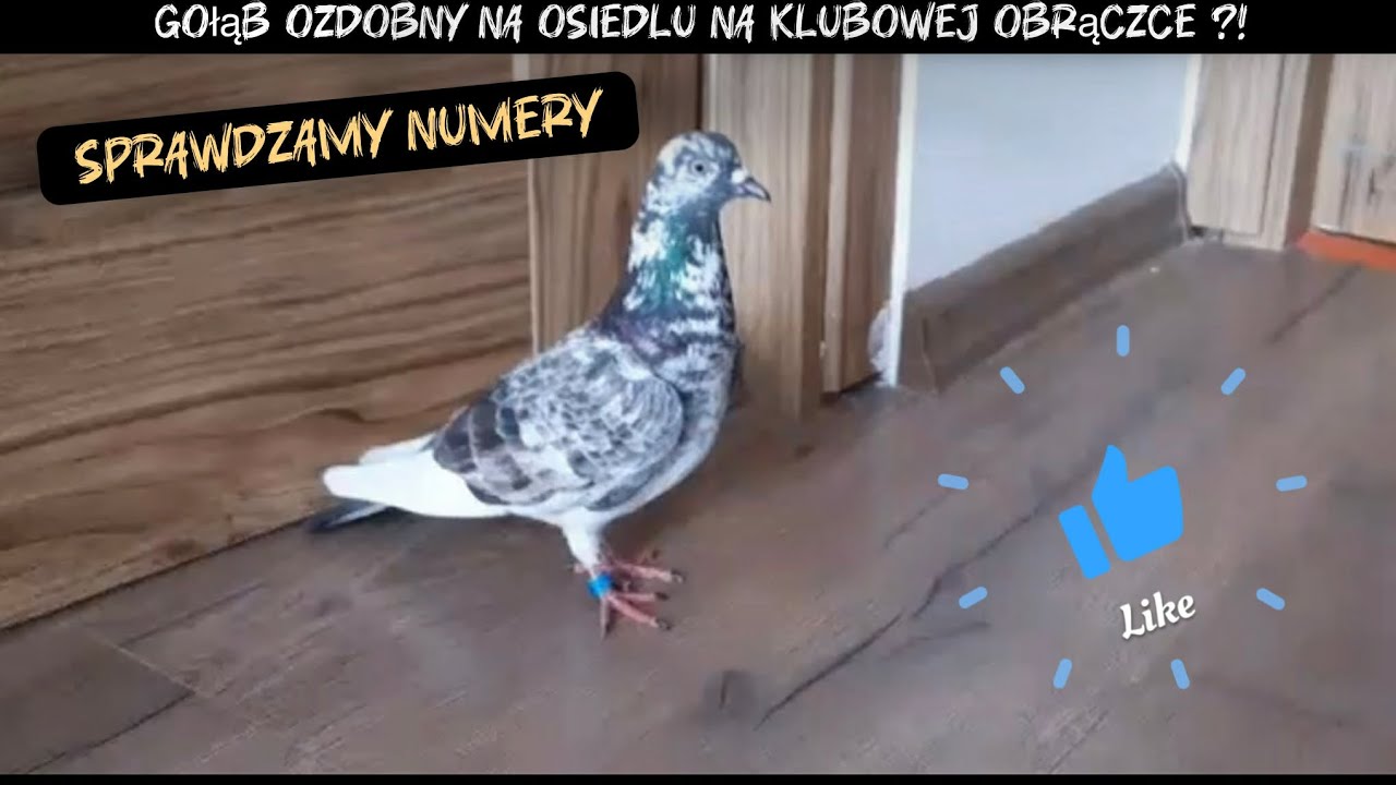 Złapałem Gołębia ozdobnego na klubowej obrączce sprawdzamy numery# karmienie # gołąb # Racing pigeon