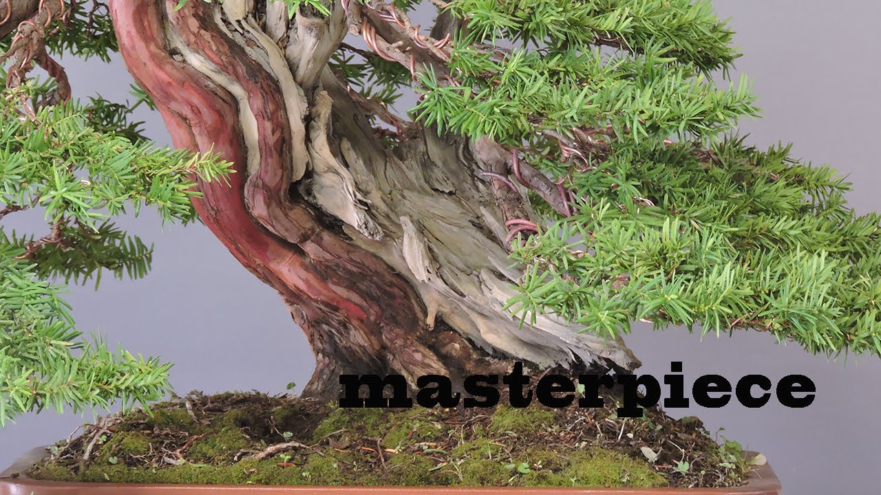 Yapanese yew masterpiece