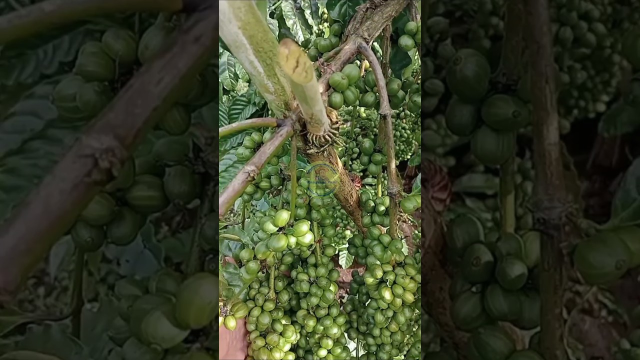 Keunggulan kopi robusta klon 409