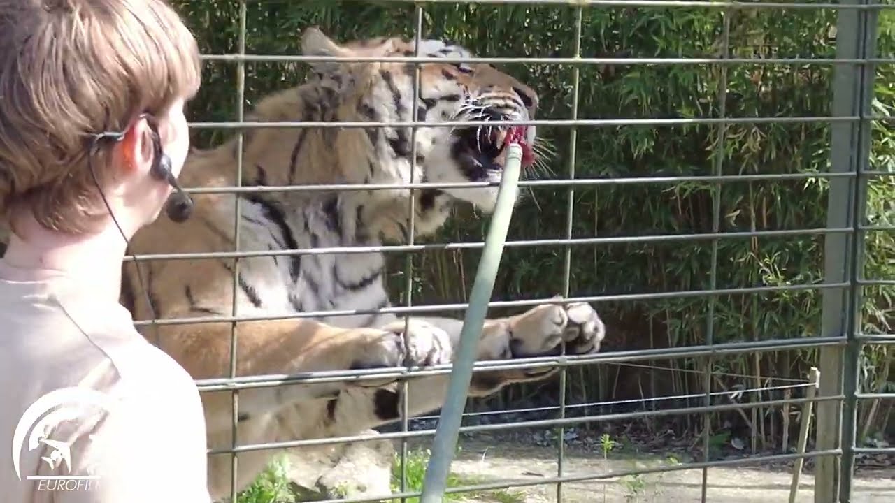 TIGRES DU BENGALE ZOO TOULOUSE PLAISANCE (2022)