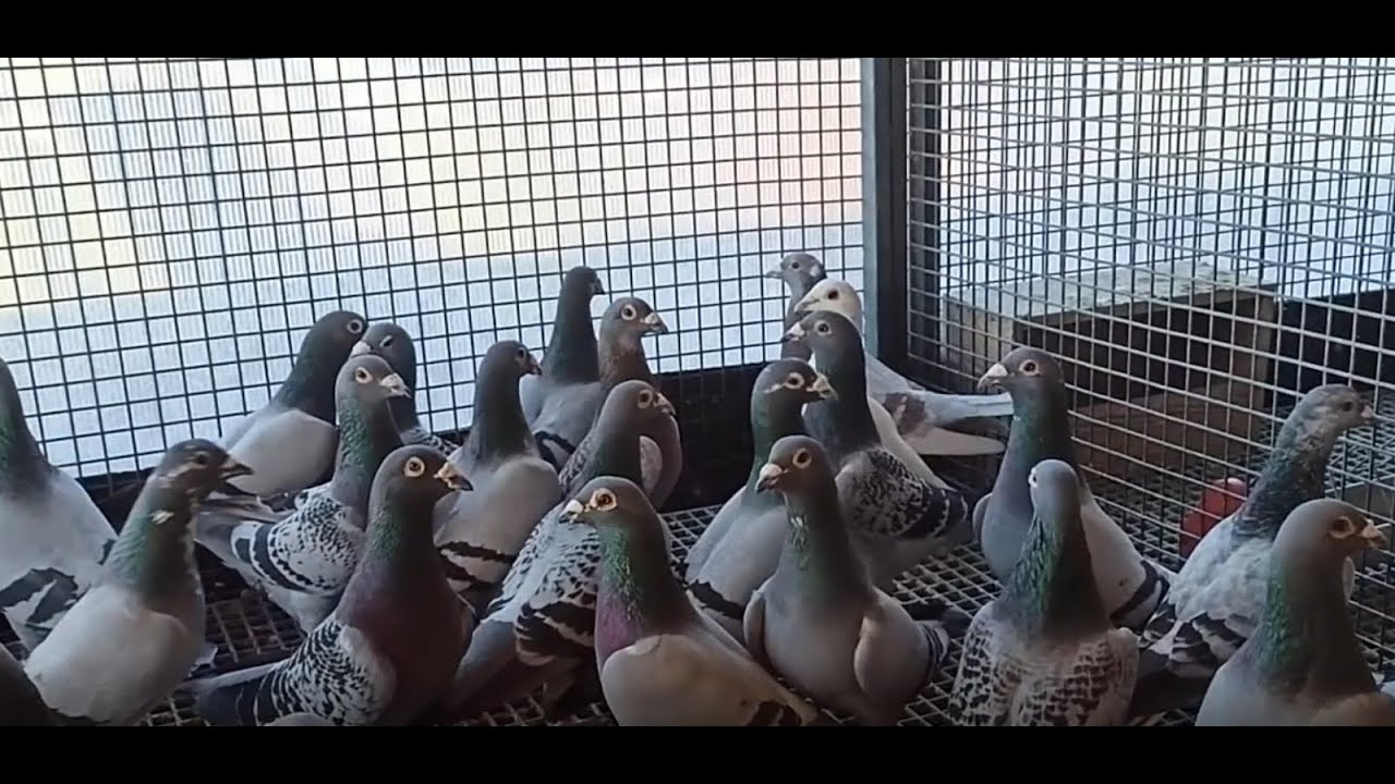 ZEKAİ SAVAŞIN MÜTHİŞ YARIŞ POSTALARI !!