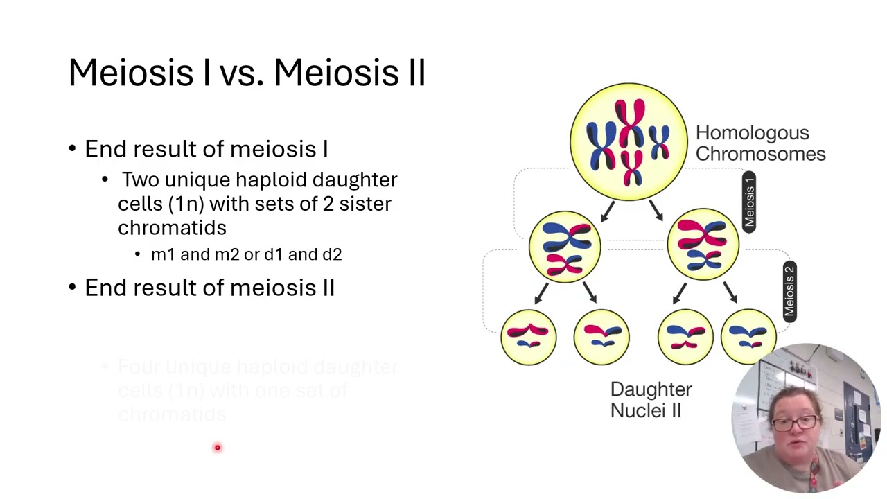 5 1 Meiosis