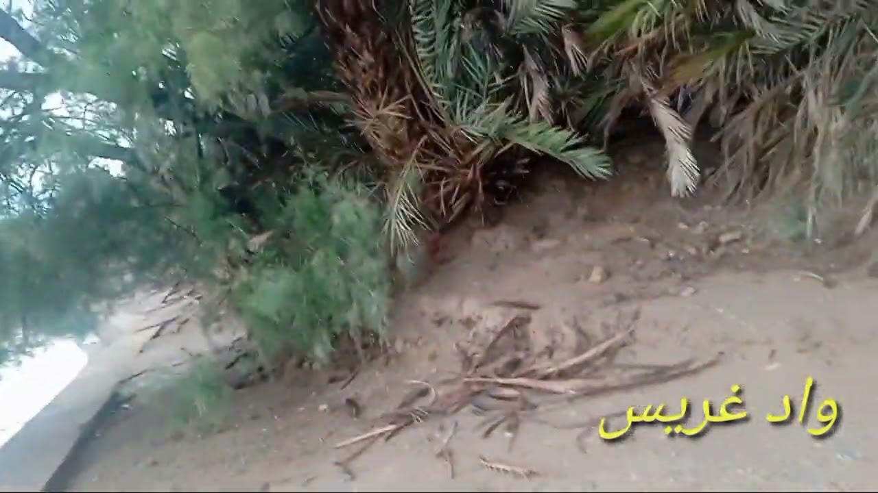 حمولة جديدة لي واد غريس من مدينة كلميمة هذا الصباح على الساعة التاسعة صباحا من تاريخ lun/14/OCT