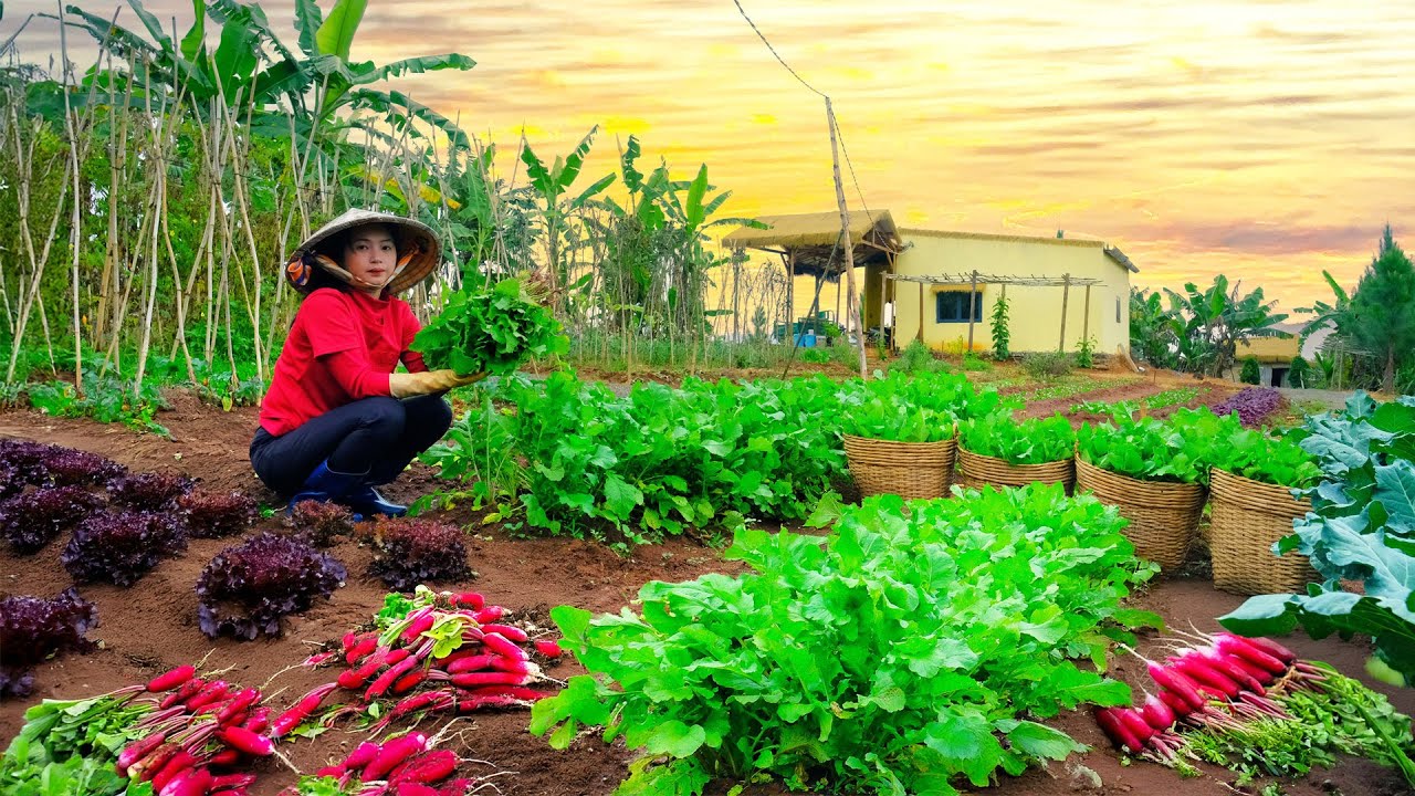 Harvest Red Radish Microgreens To Sell At The Market &ndash; Farm Life: Cook, Garden