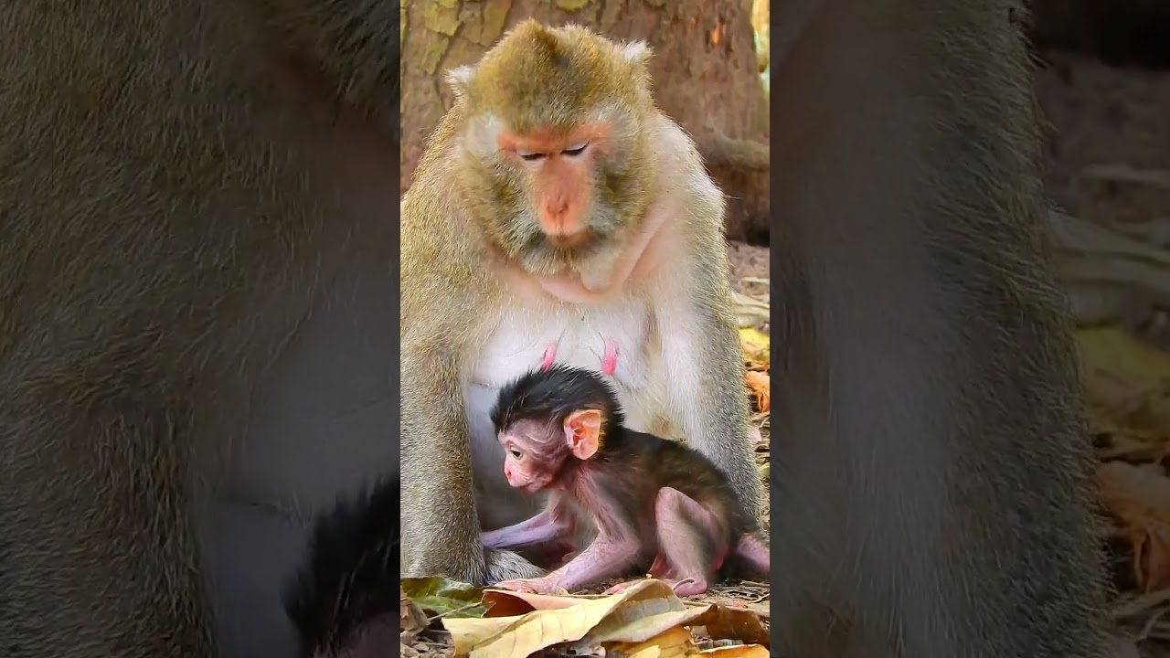 Newborn Baby Monkey First Step Walk | So Nice Clip Monkey #shorts #babymonkey #viralvideo
