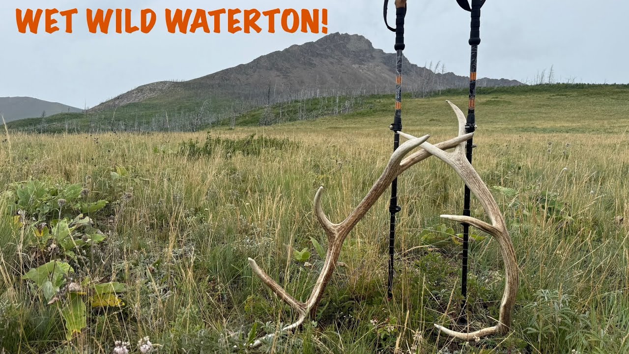 Lake View Ridge hike! Lots of wildlife! Waterton Lakes National Park Alberta!