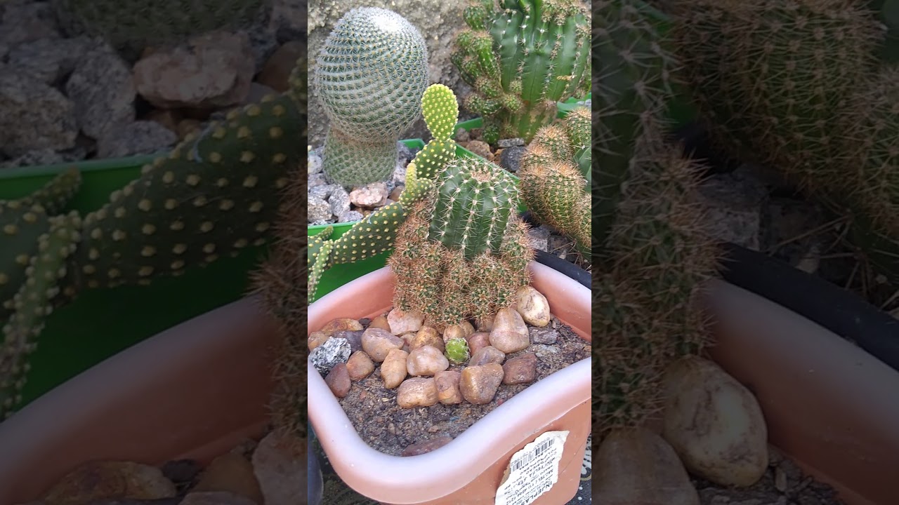 Mini cactus