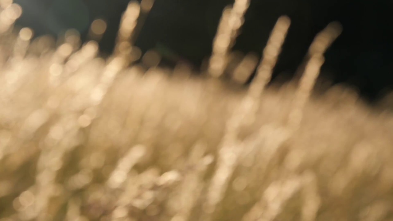 Wind Blowing Across The Forest Meadow / Wind Through The Grass, Crickets,...