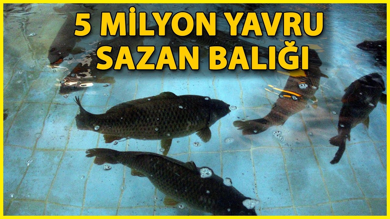 Bolu'da Üretilen 5 Milyon Sazan Balığı Göllerle Buluşacak