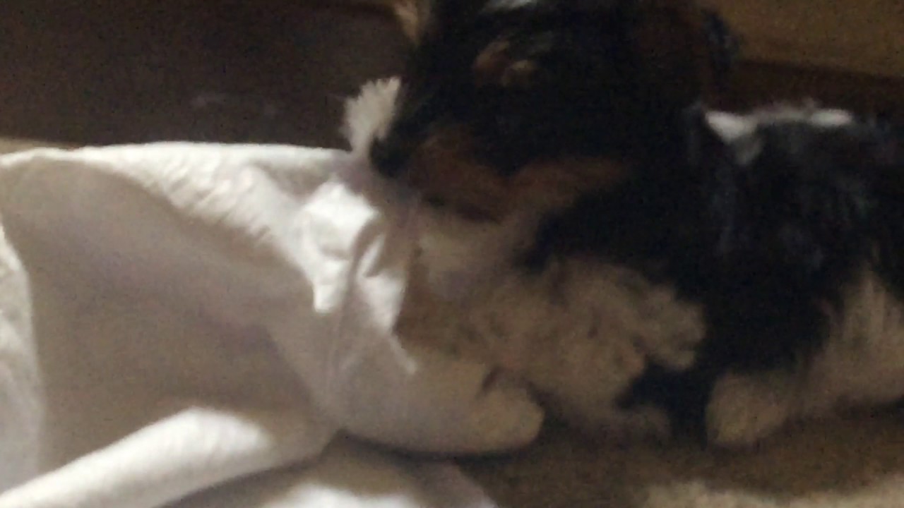 pupper does an consume
