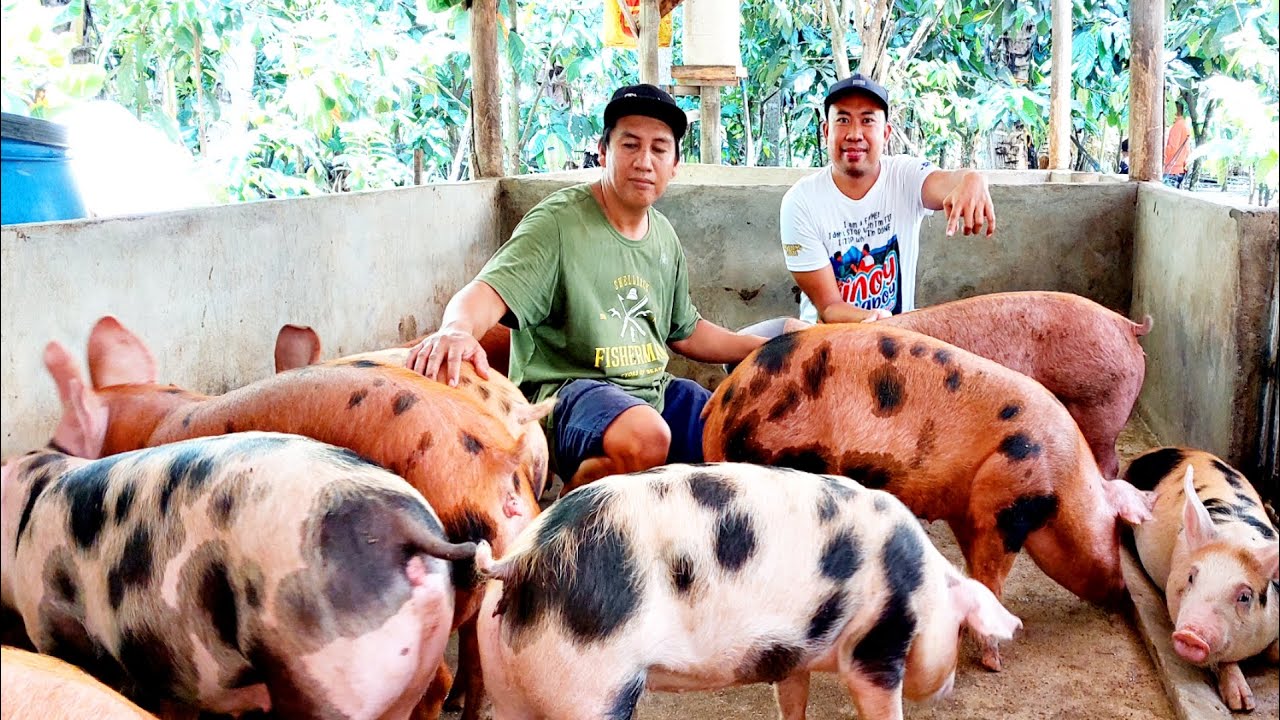 3 Diskarte para mabilis Lumaki at Mabigat ang mga Alagang Baboy