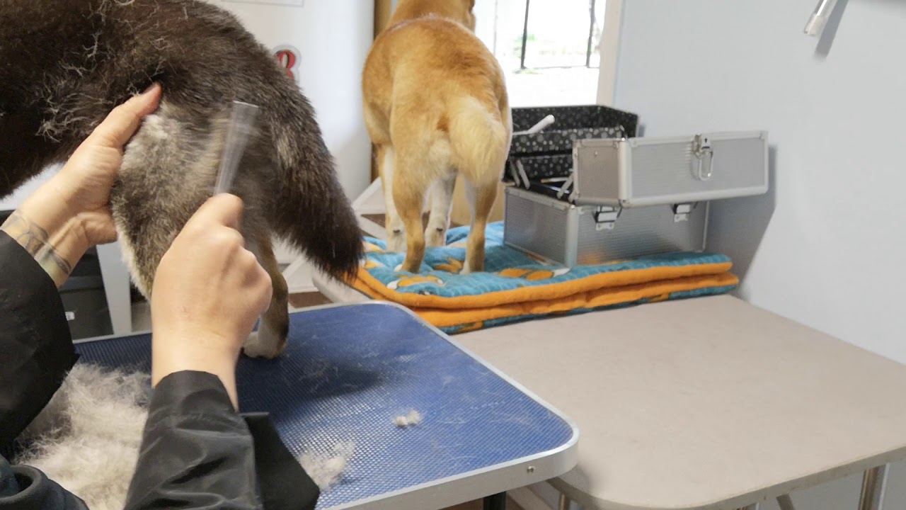 Line combing a Shedding Shiba Inu