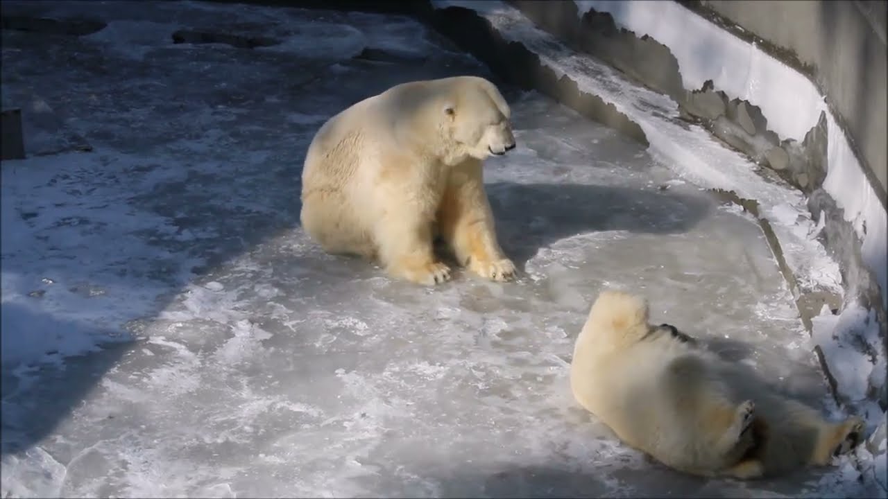 Кай и Герда нежатся на солнышке 12.03.2025