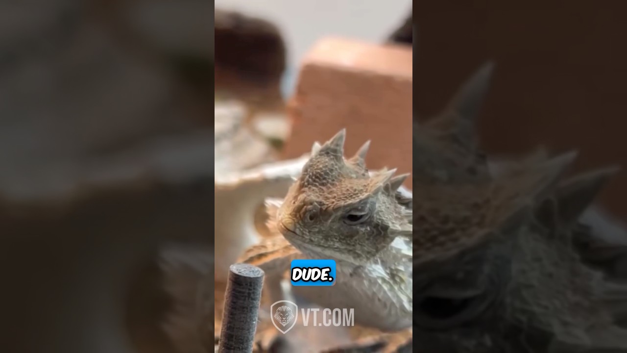 Horned Lizard&rsquo;s friends won&rsquo;t share🦎