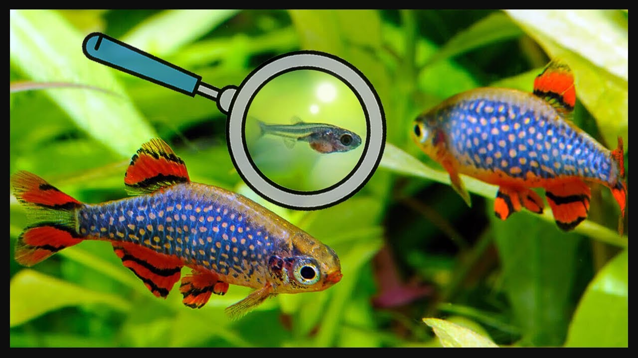 In 5 minutes- Celestial Pearl Danio Breeding