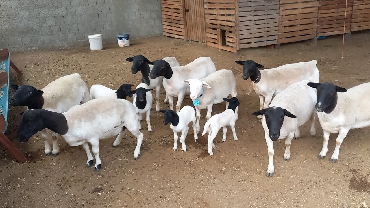 CRIAÇÃO DE OVINOS DORPER EM CAMPINA GRANDE-PB REBANHO MV 