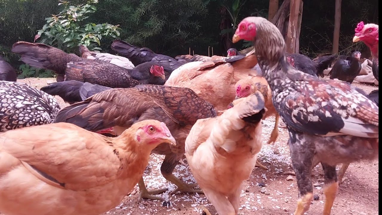 GALOS E GALINHAS NO QUINTAL