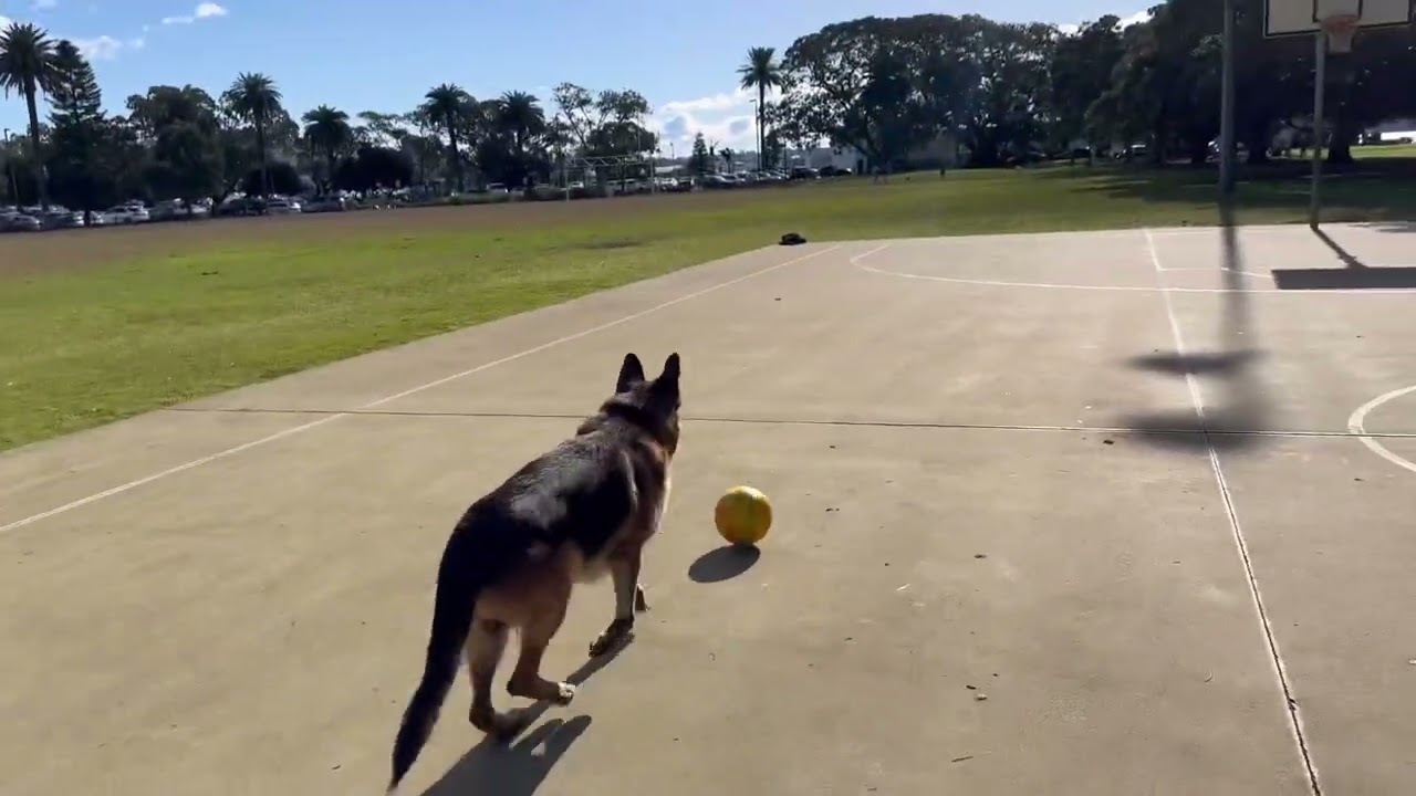 German Shepherd playing soccer on field