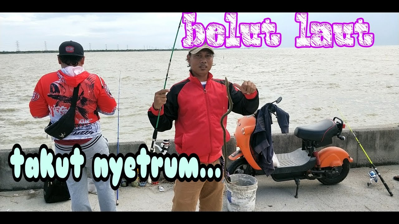 Belut listrik terciduk mancing Di pantai yang ombak nya besar