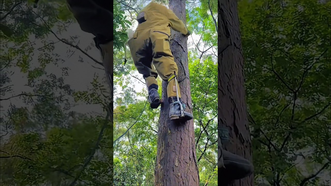 Tree Climbing Tools &ndash; Good Tools Make the Job Easier