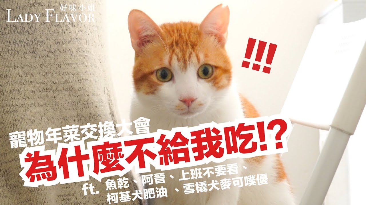 寵物年菜交換大會！ft.魚乾、阿晋、上班不要看、柯基犬肥油、麥可噗優【好味貓廚房】EP84
