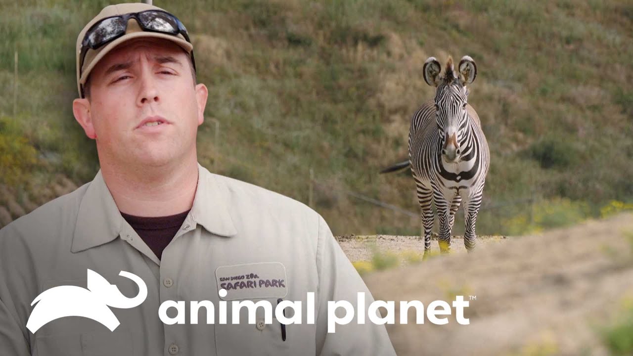 Majestuosa cebra de Grévi | El Zoológico de San Diego | Animal Planet