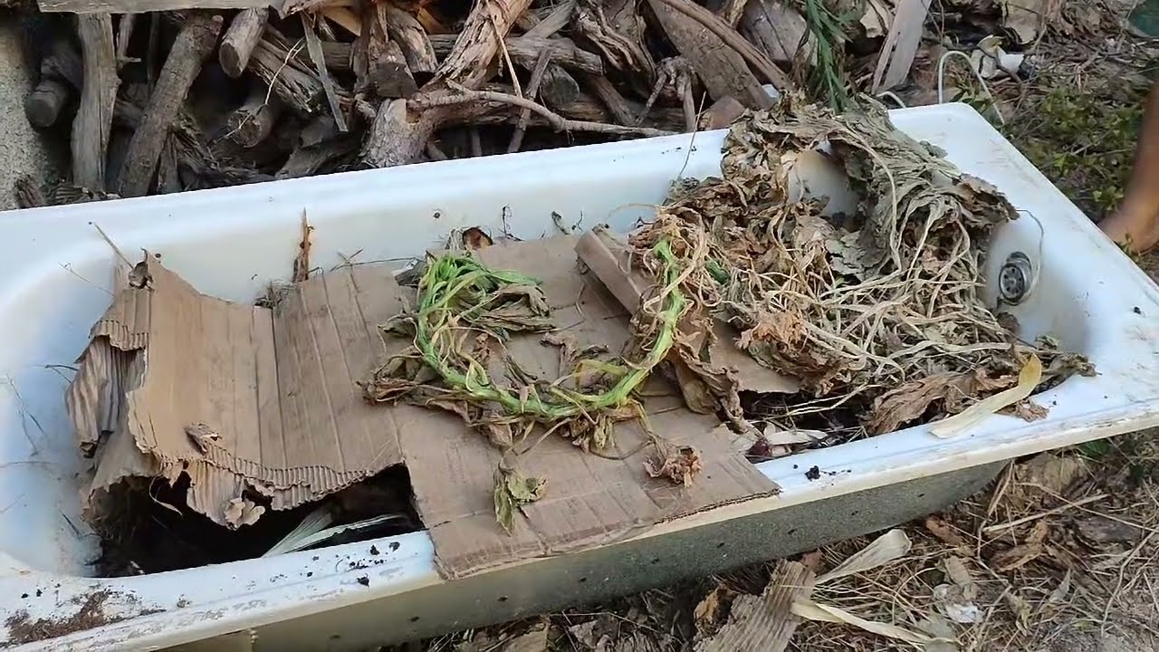 Vermicompostage élevage de vers de terre en conditions extrêmes en Algérie @verralgerie