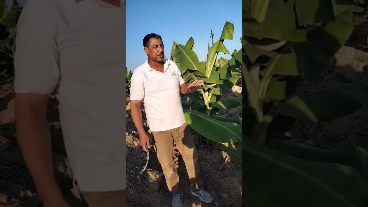 كل ما يخص العروه المحيره في الموز من  تربيه وتسميد وخدمه (مهم جدا)