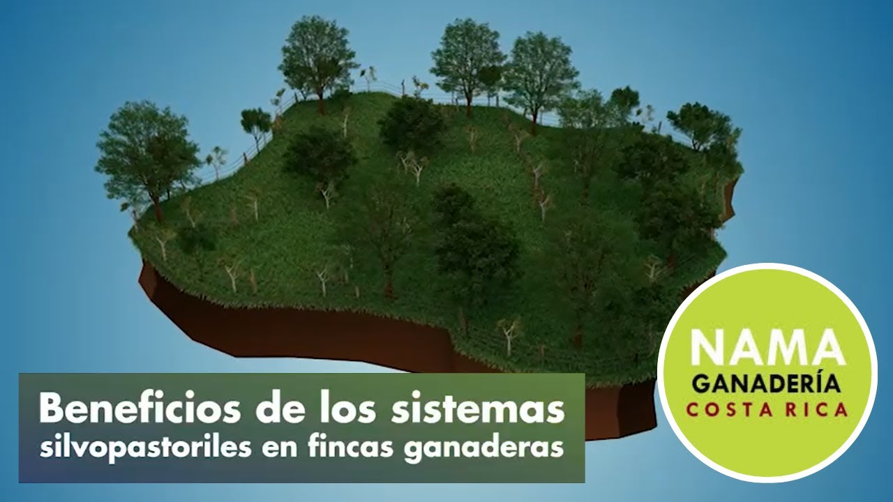 Con los Sistemas Silvo Pastoriles la Ganadería de Costa Rica se transforma, se adapta y regenera