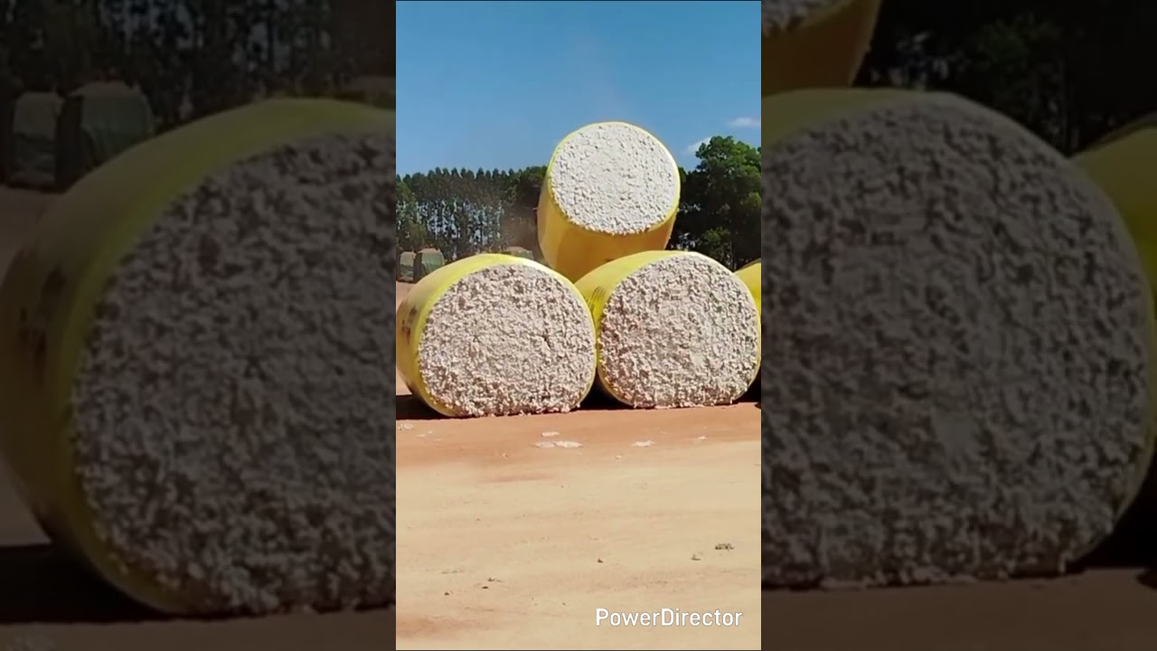 Descarregamento de Algodão🚜