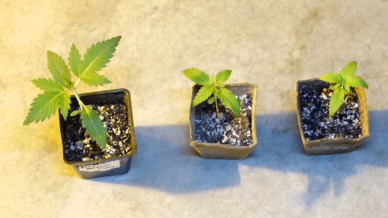 PsyGen - AKiesel Week 3