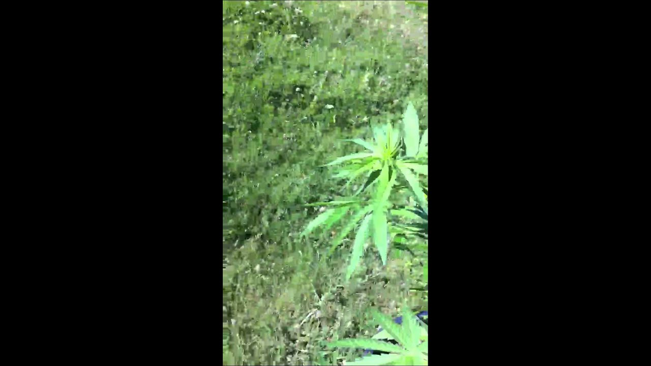 Mi primer cultivo 2011