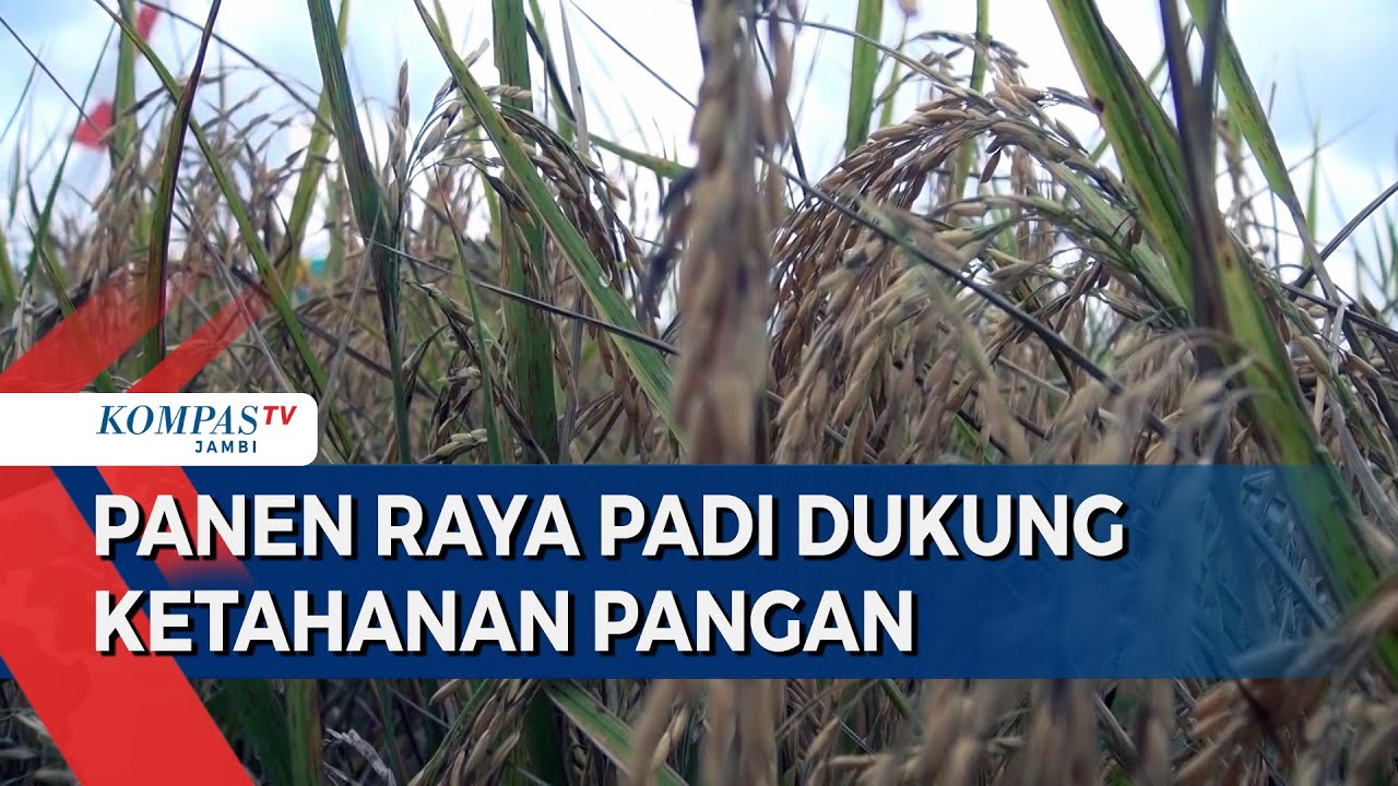 Panen Raya Padi Dukung Ketahanan Pangan