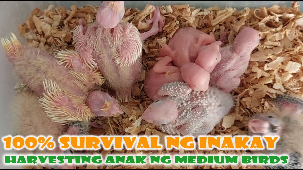 PAANO MAIWASAN MAMATAY ANG MGA HULING  NAPIPISANG INAKAY