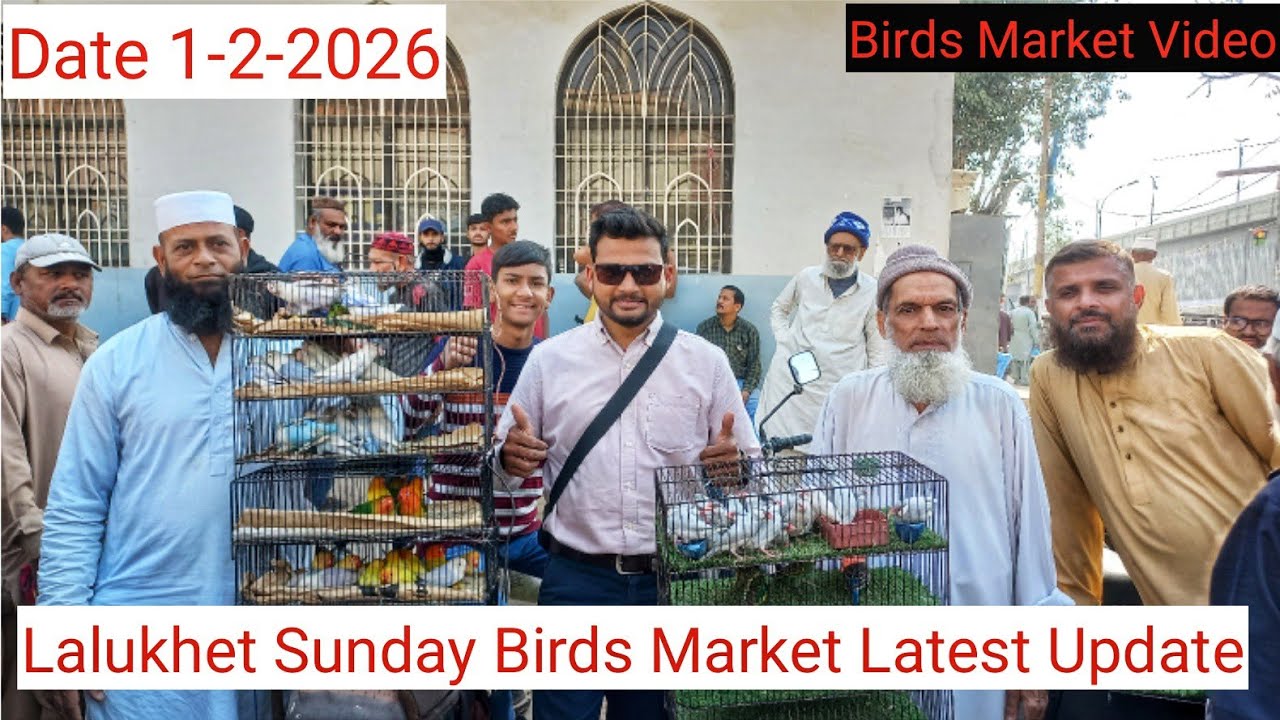 LALUKHET SUNDAY BIRDS MARKET LATEST UPDATE 1-2-2026 BIRDS MARKET LALUKHE#birdsvideo #birdsmarket 