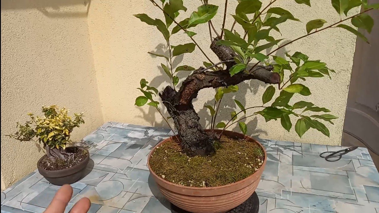 Kilka yamadori - lato 2025 cz.1