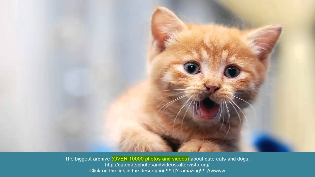Cute And Funny Photos And Videos Archive (A website whit over 10000 photos and videos)
