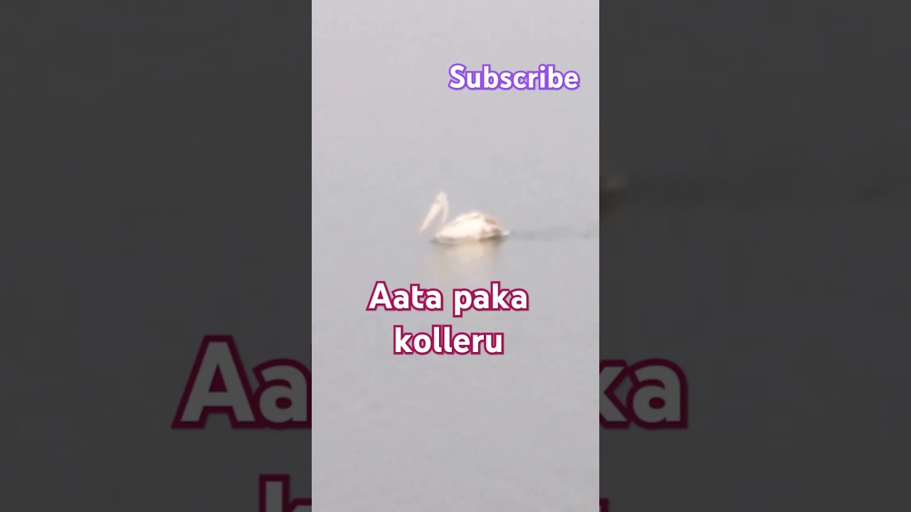 kolleru Aatapaka 👌birds