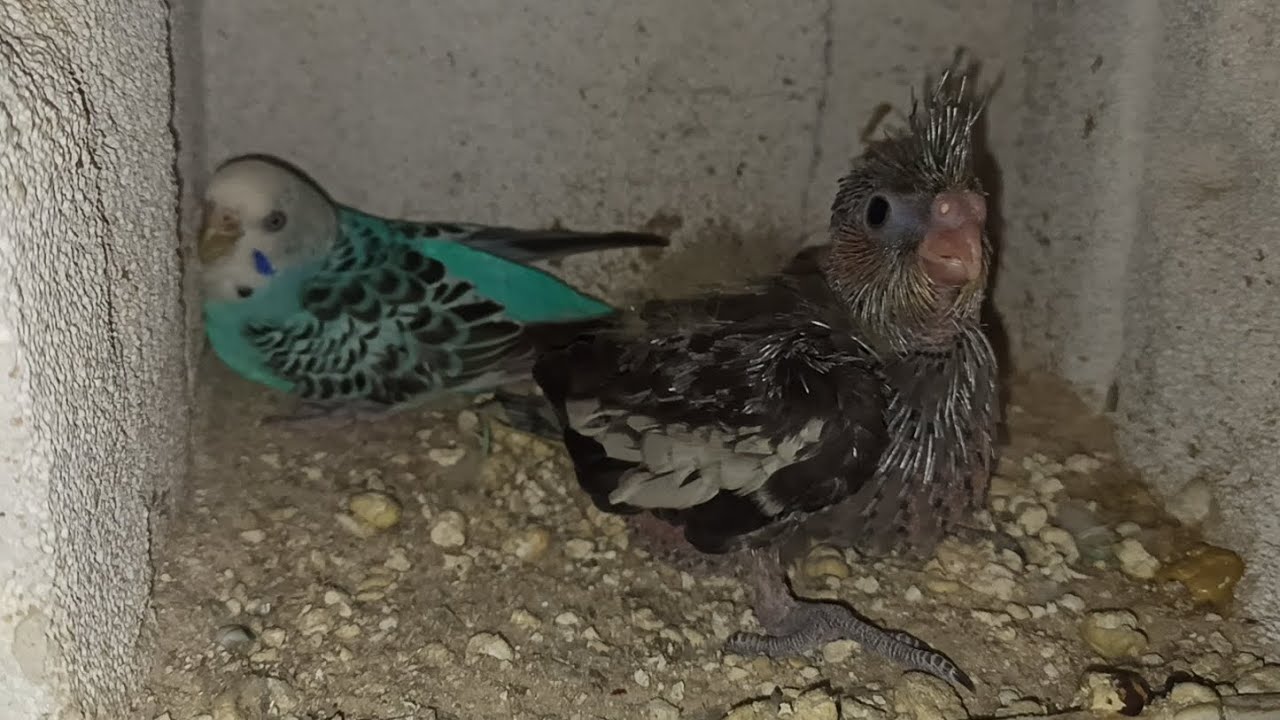Sultan Papağanı Çıkartıp Büyüten Muhabbet Kuşu... Gökkuşağı ve Çilek ispinozu Yumurtaları...