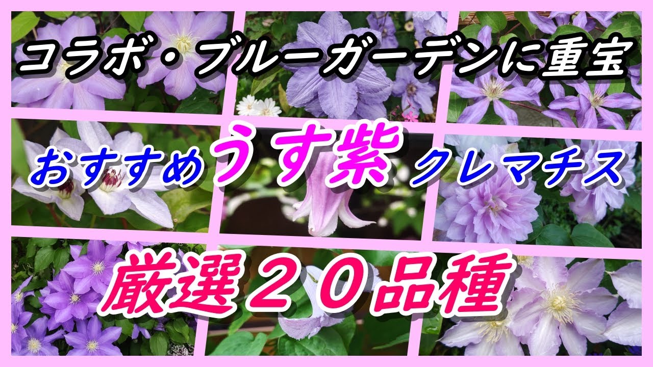 おすすめの うす紫クレマチス　厳選20品種（育てやすい、リラックス効果、コラボ、ブルーガーデン）