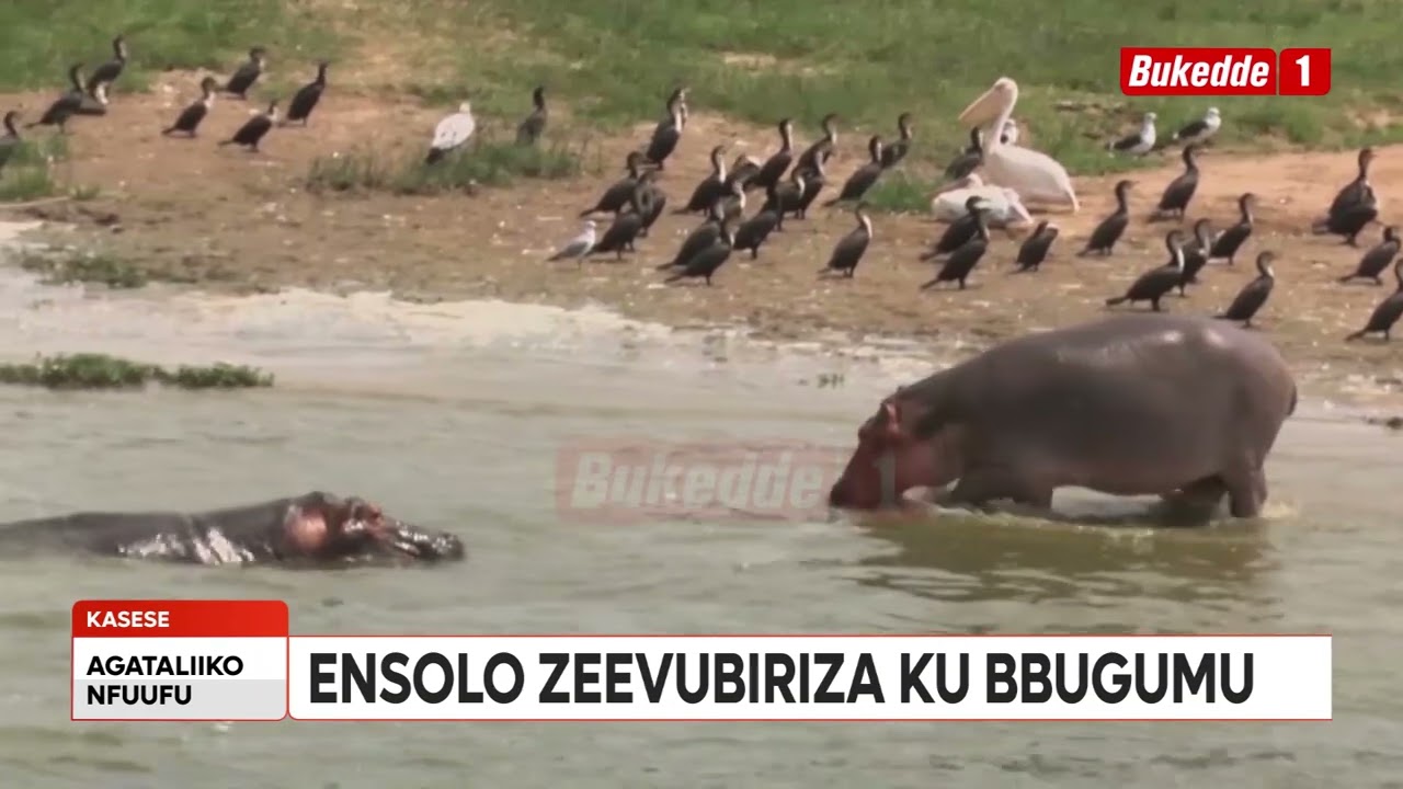 Uganda Zaabu tulambule Kazinga Channel Ensolo gyezeevubiriza ku bbugumu