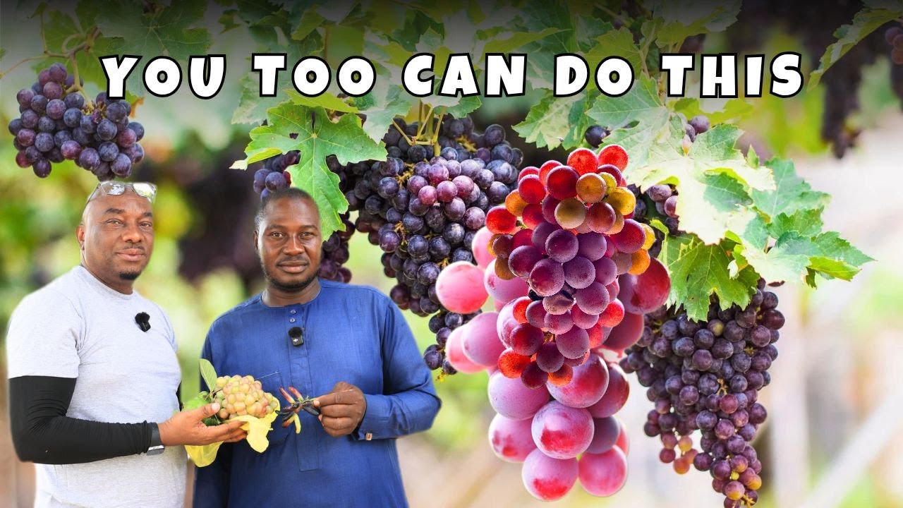 LARGEST GRAPE FARM IN NIGERIA - HOW DID HE GET HERE?