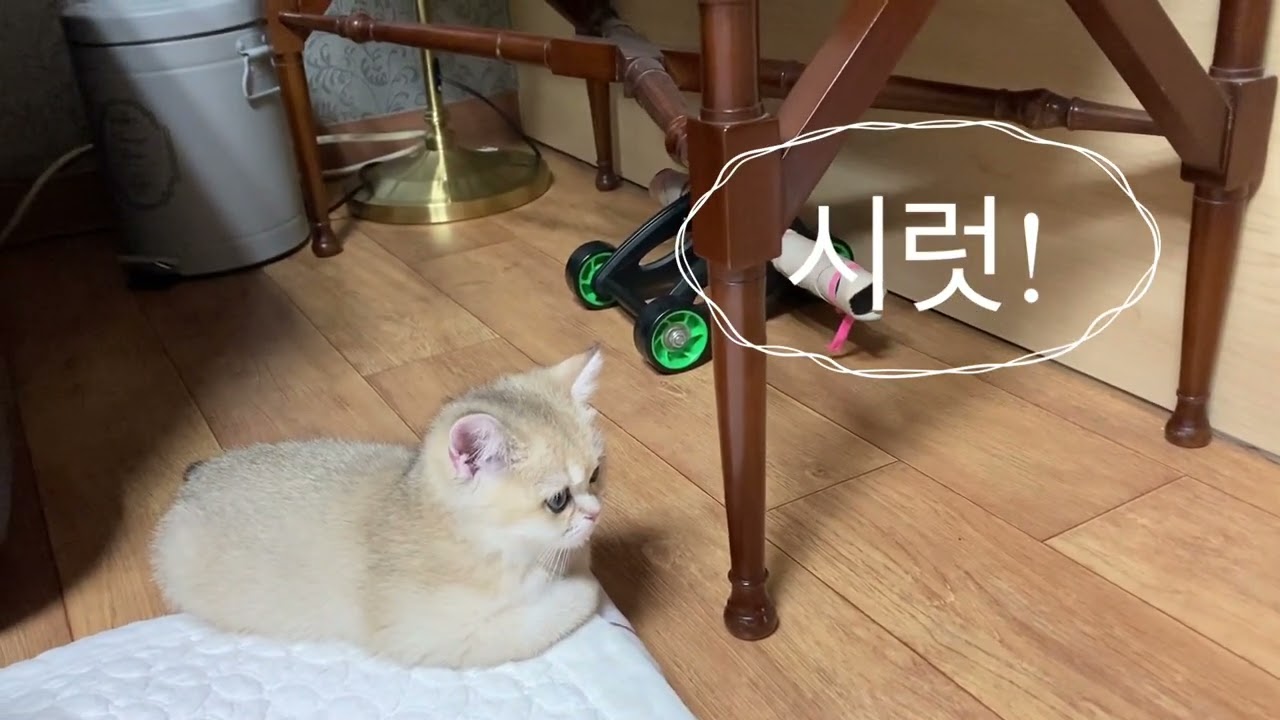 큰오빠 마음도 몰라주고