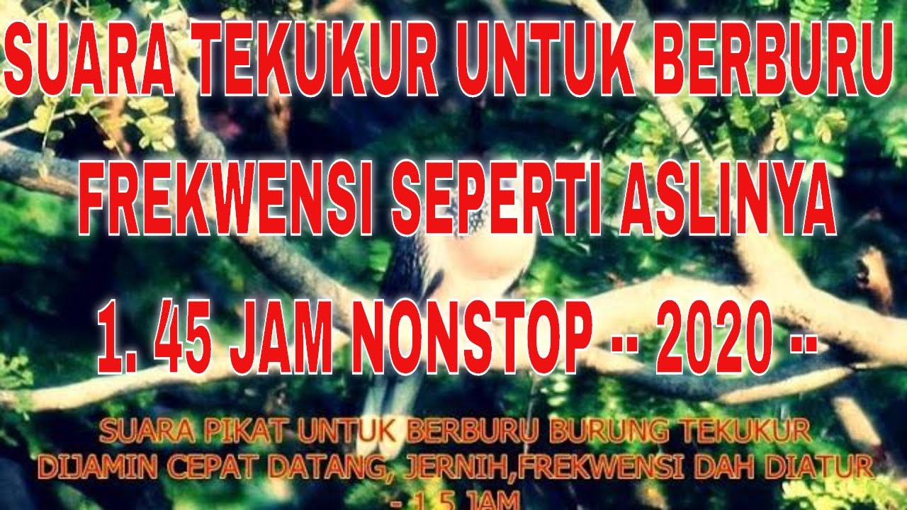 SUARA PIKAT BURUNG TEKUKUR PALING AMPUH - PASTI DATANG - TERBARU 2020