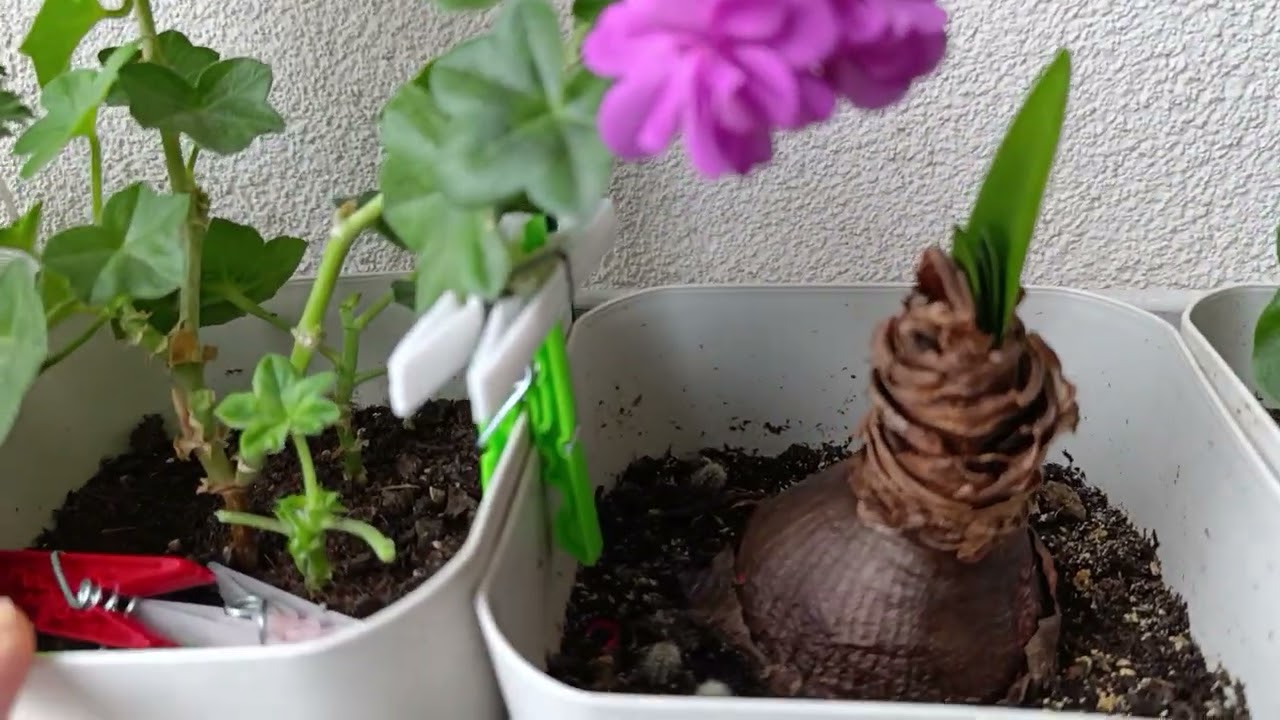 🌺Sardunyalar neden kurur ve nasıl kırıldı? | Sevimli Garden