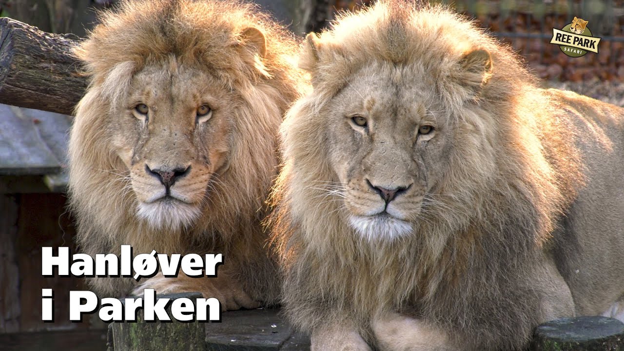 Hanløver i Parken