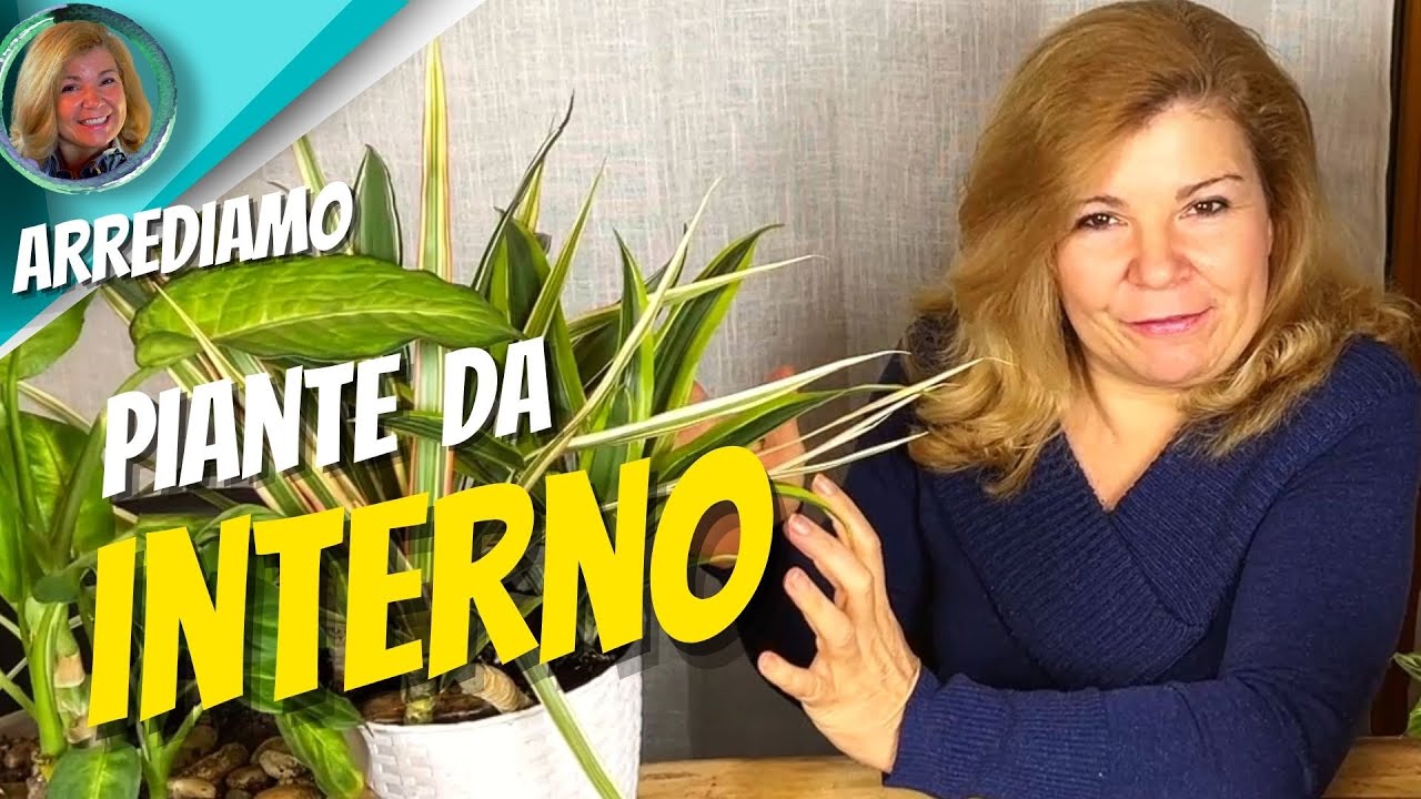TOP 3  PIANTE DA INTERNO