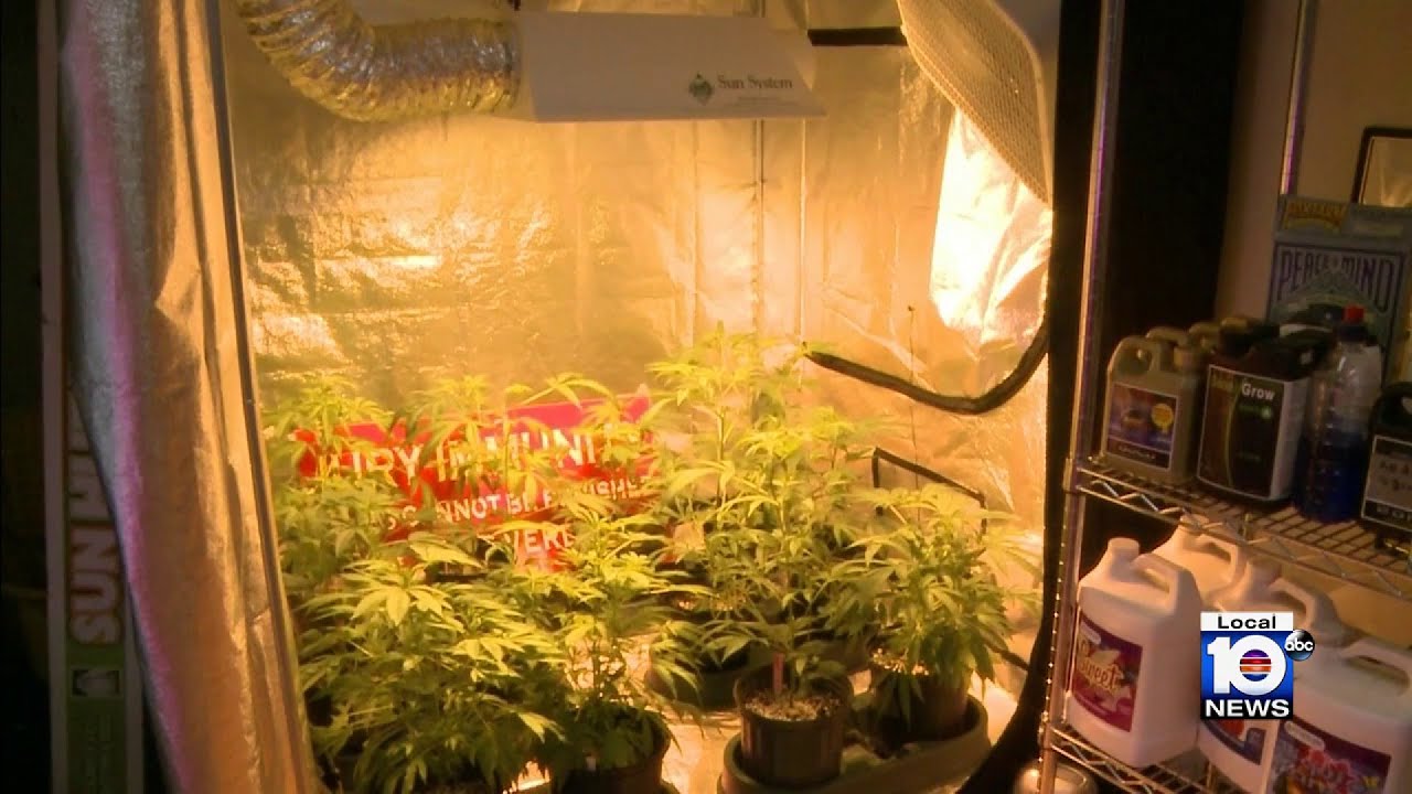Study shows cannabis has negative long-term impact on cognitive health