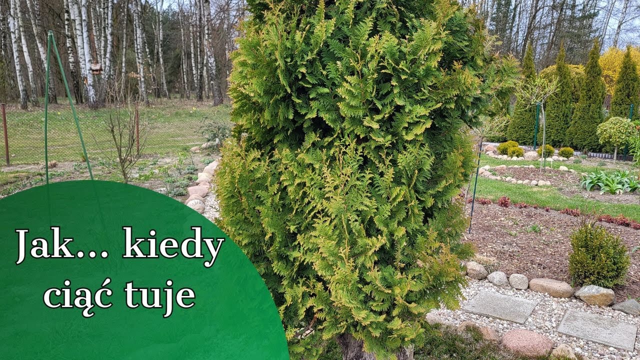 КАК И КОГДА ОБРЕЗАТЬ ТУЮ 🌲СТАРУЮ И МОЛОДУЮ 🌲
