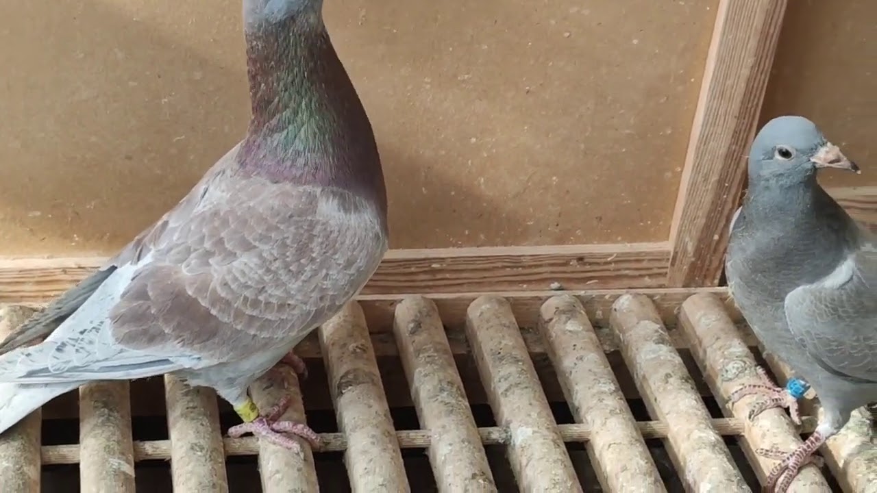 Karmienie rozpłodu w czasie wychowu młodych - porady hodowlane. #racingpigeon #pigeonfancier